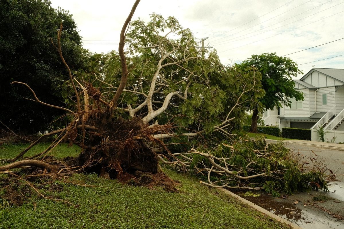 An uprooted tree lying on a suburban street after a storm